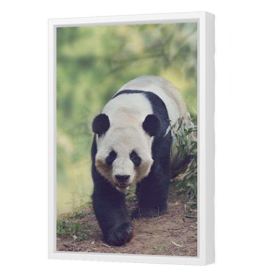 Thumbnail for Canvas - White Floating Frame