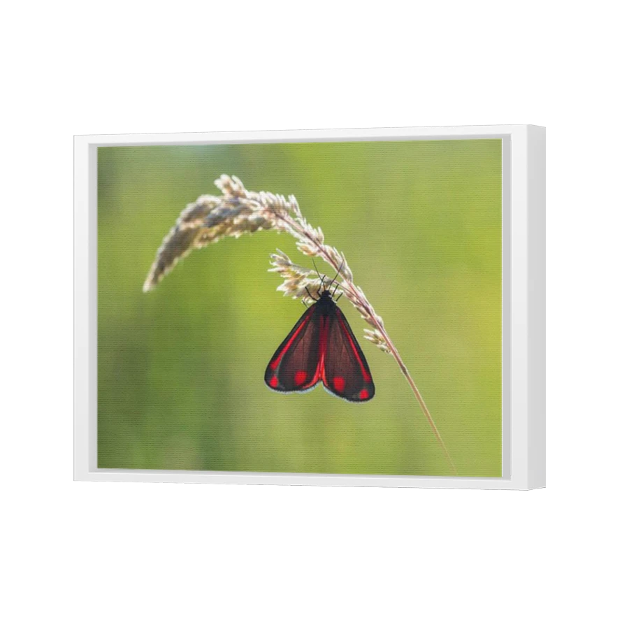 Thumbnail for Canvas - White Floating Frame