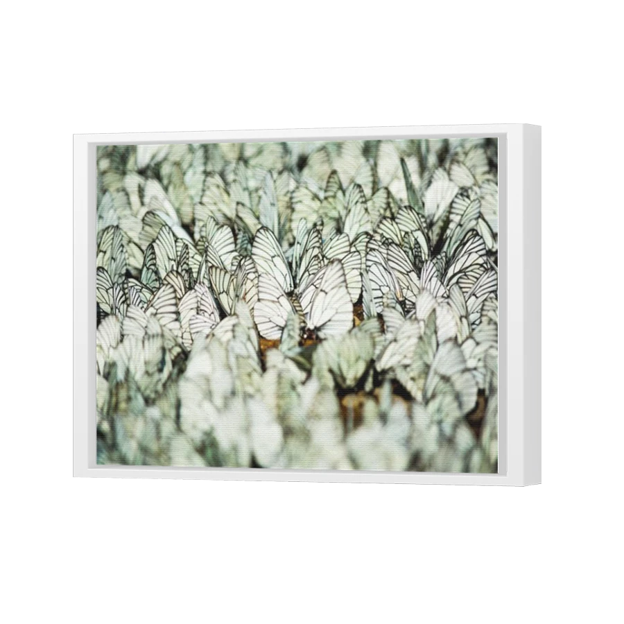 Thumbnail for Canvas - White Floating Frame