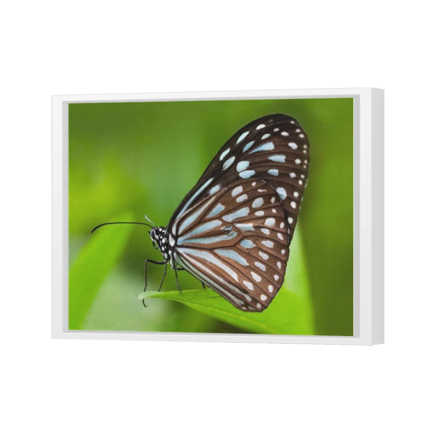 Thumbnail for Canvas - White Floating Frame