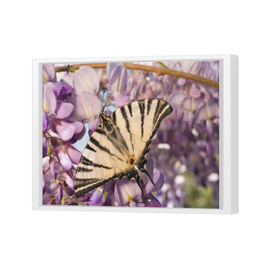 Thumbnail for Canvas - White Floating Frame