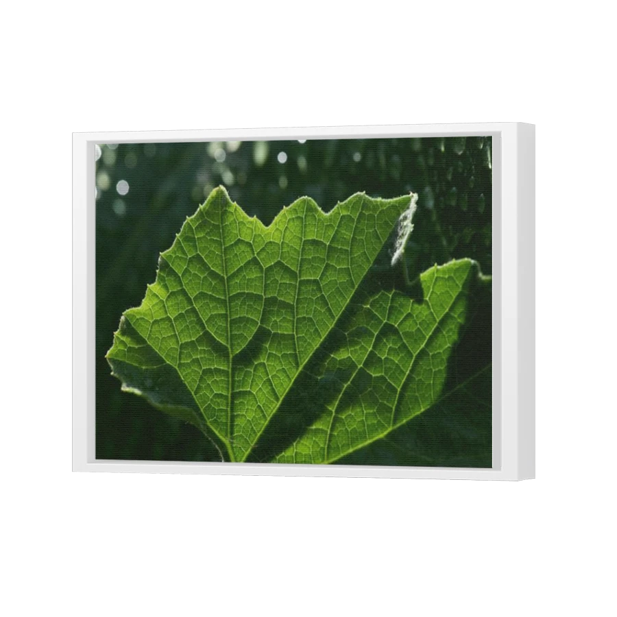 Thumbnail for Canvas - White Floating Frame