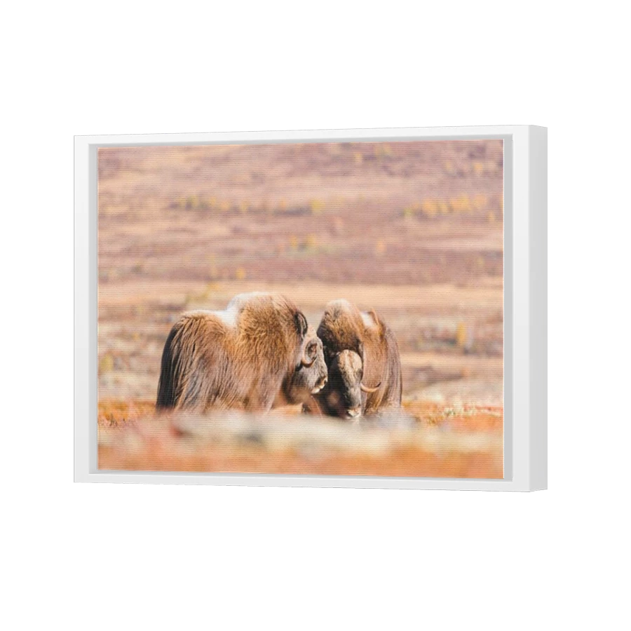 Thumbnail for Canvas - White Floating Frame