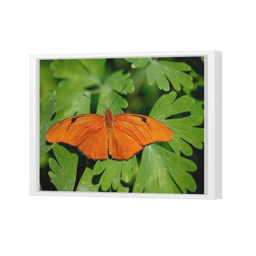 Thumbnail for Canvas - White Floating Frame