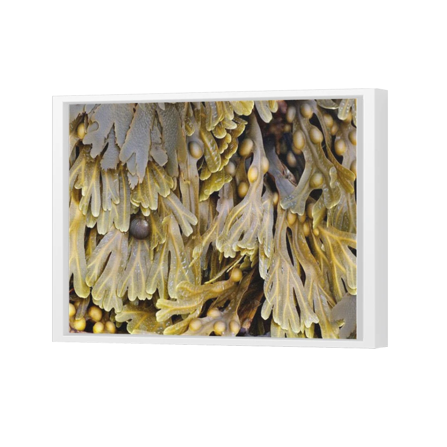 Thumbnail for Canvas - White Floating Frame