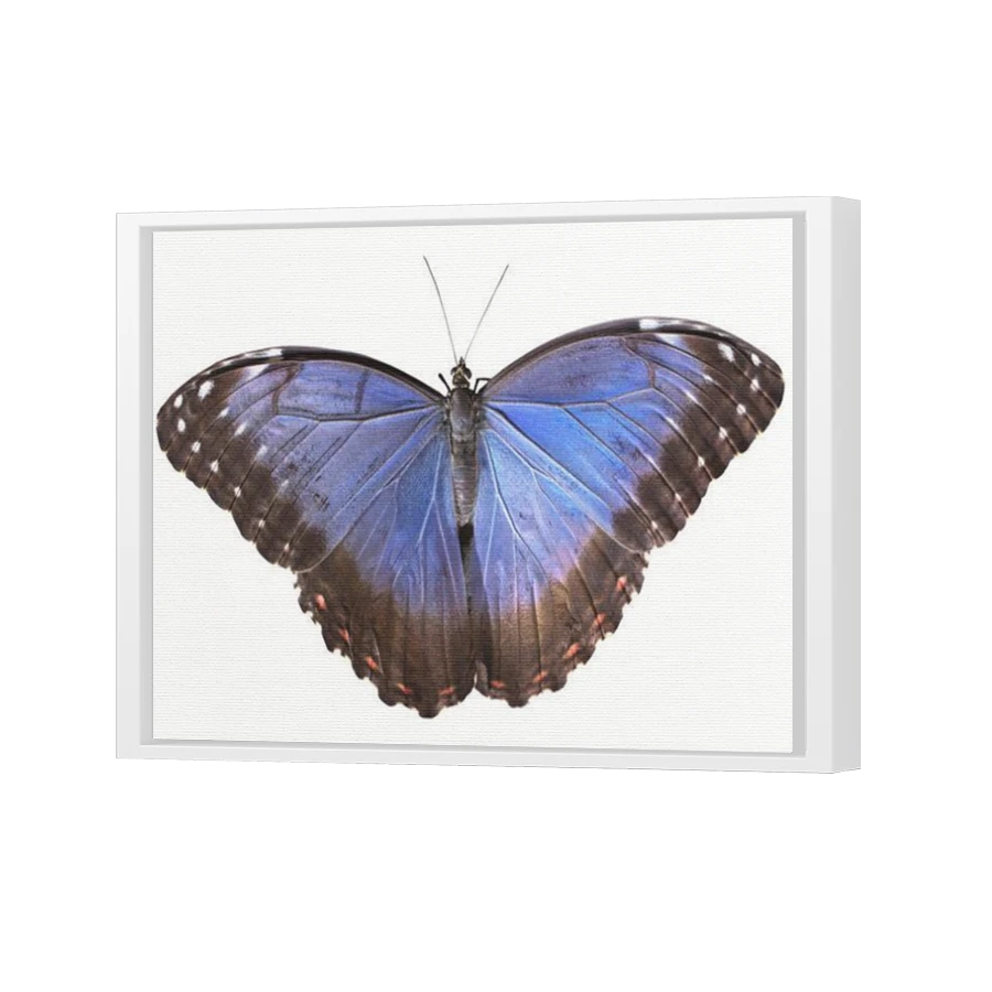 Thumbnail for Canvas - White Floating Frame