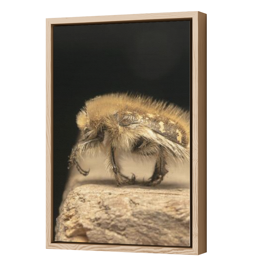 Thumbnail for Canvas - Wood Grain Floating Frame