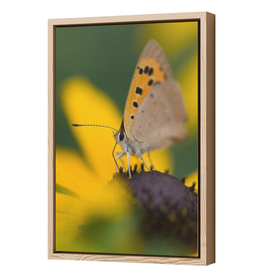 Thumbnail for Canvas - Wood Grain Floating Frame