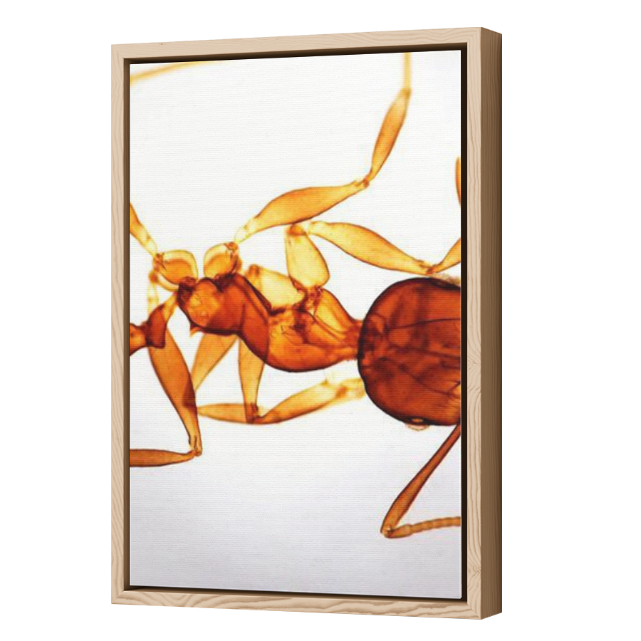 Thumbnail for Canvas - Wood Grain Floating Frame