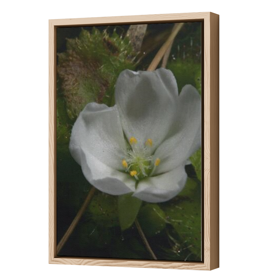 Thumbnail for Canvas - Wood Grain Floating Frame