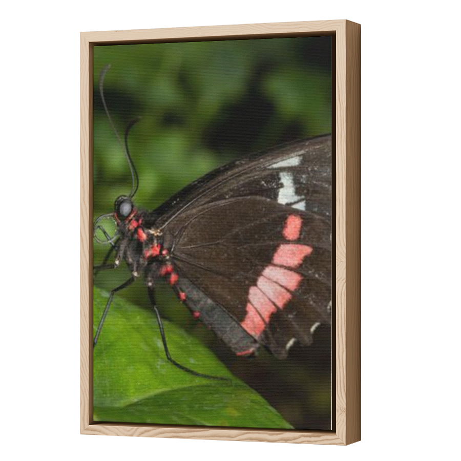 Thumbnail for Canvas - Wood Grain Floating Frame