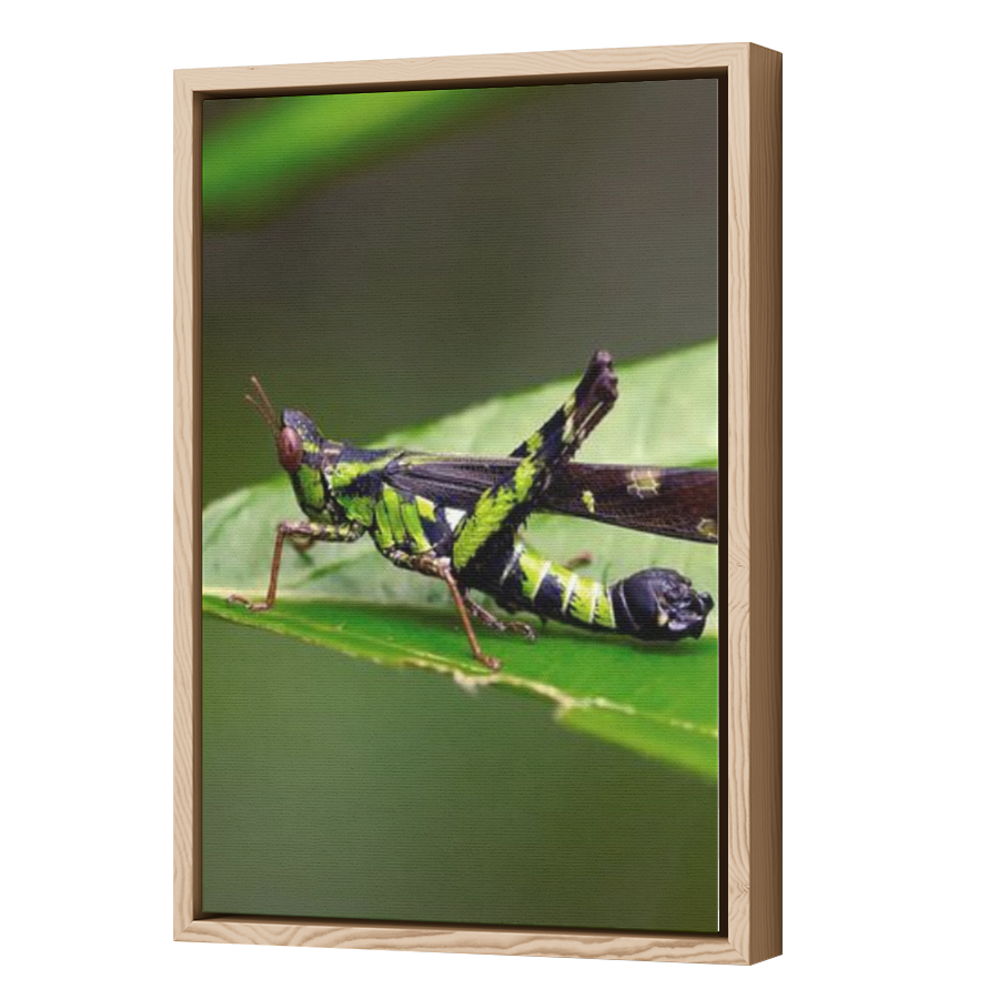 Thumbnail for Canvas - Wood Grain Floating Frame