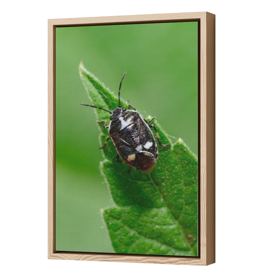 Thumbnail for Canvas - Wood Grain Floating Frame