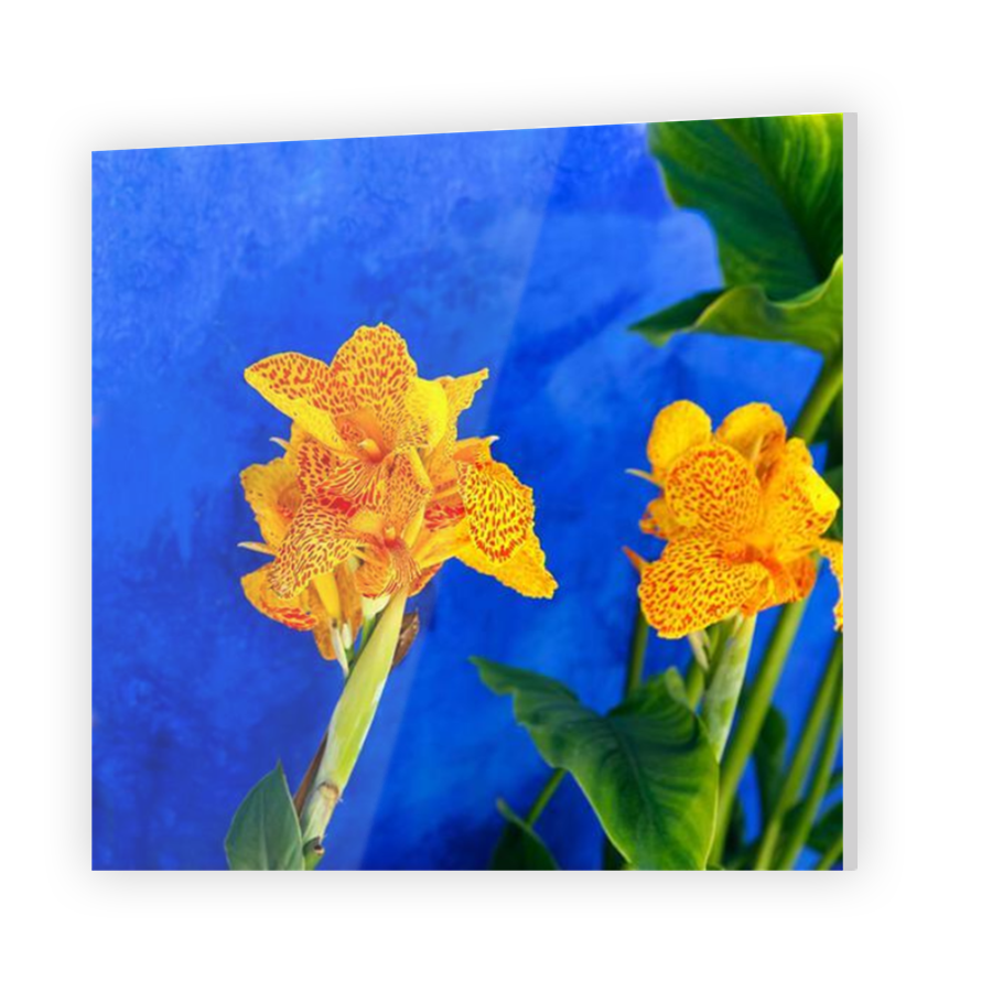 Thumbnail for Acrylic