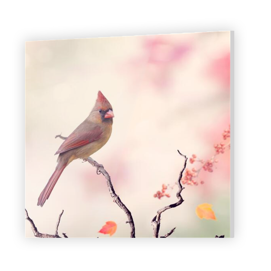 Thumbnail for Acrylic