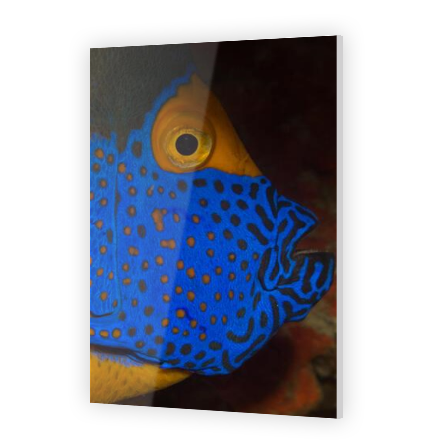Thumbnail for Acrylic