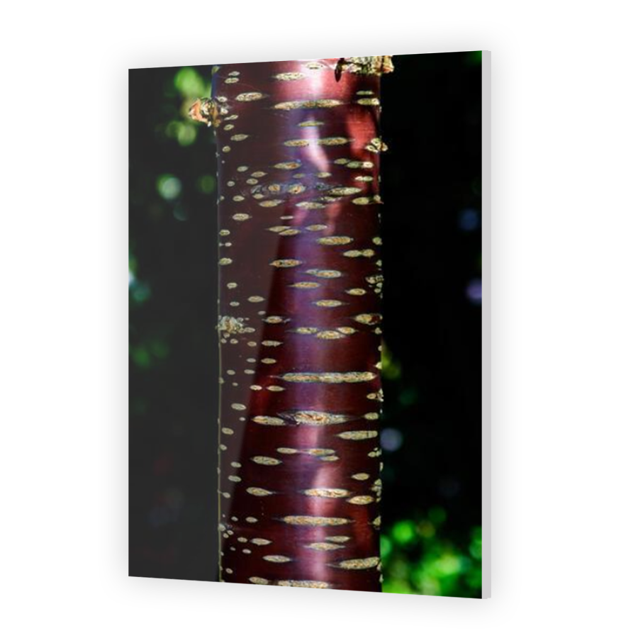 Thumbnail for Acrylic