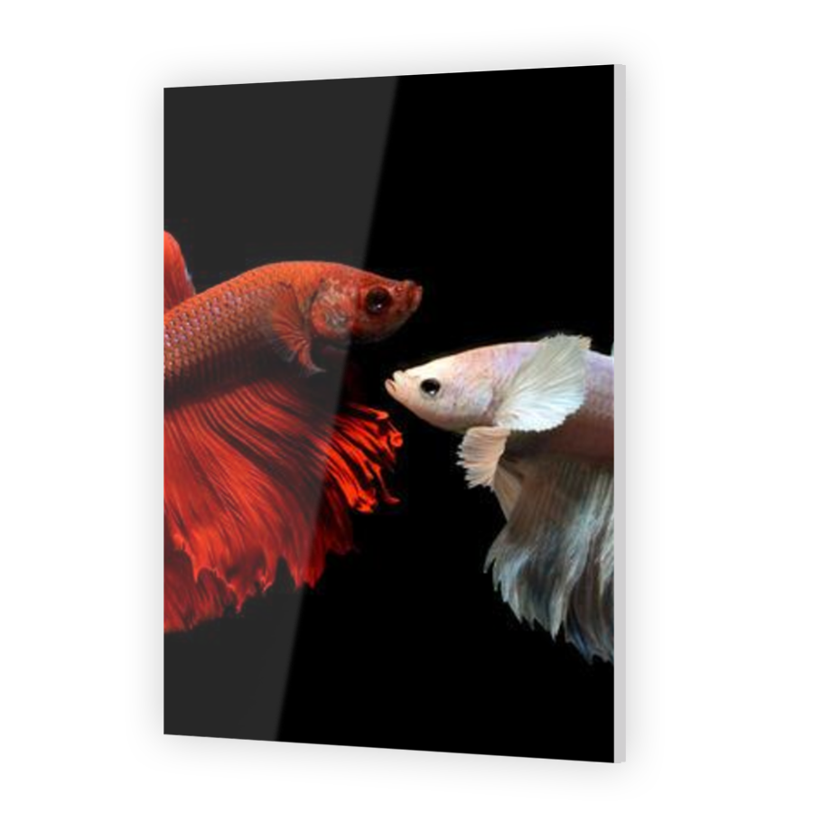 Thumbnail for Acrylic