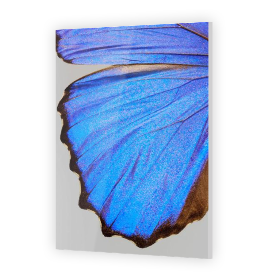 Thumbnail for Acrylic
