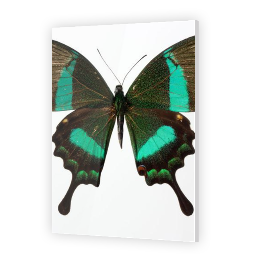 Thumbnail for Acrylic