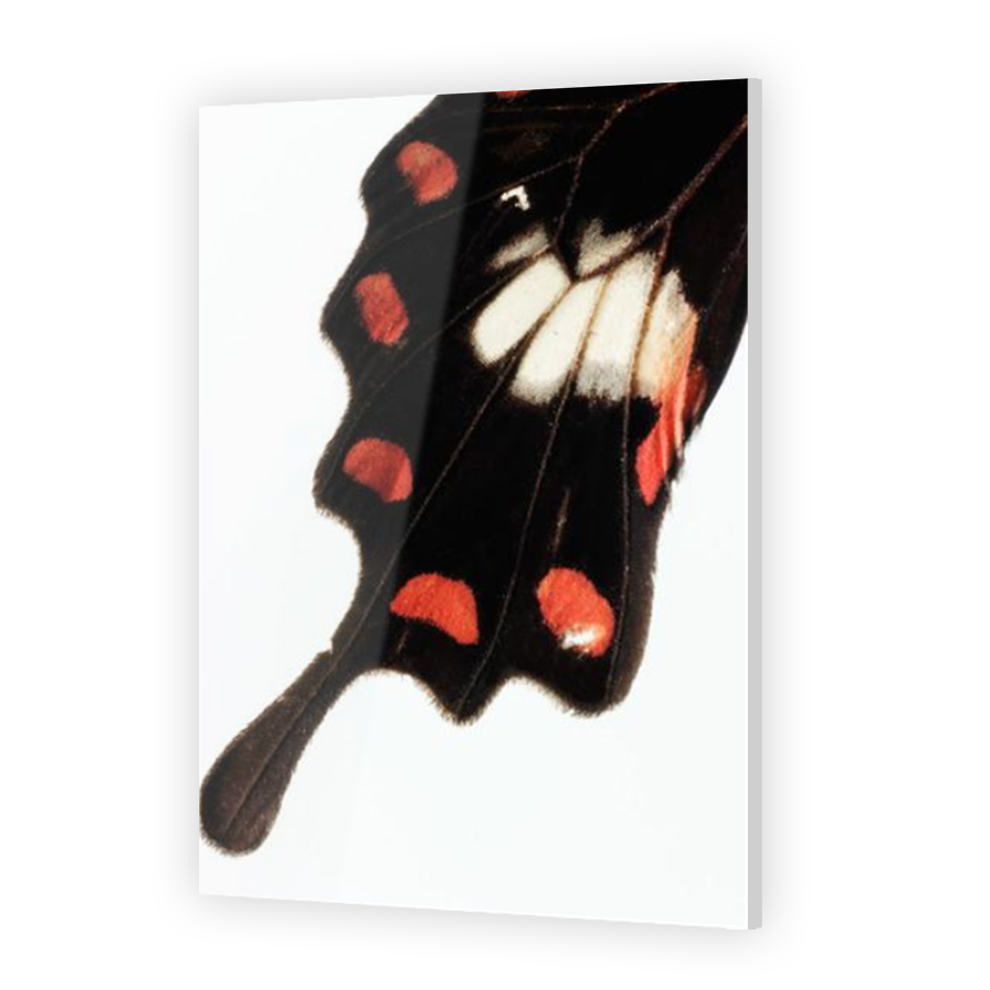 Thumbnail for Acrylic