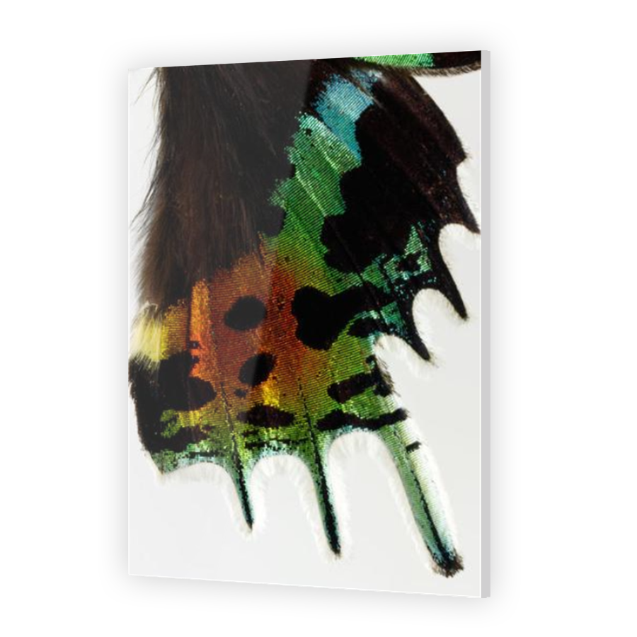 Thumbnail for Acrylic