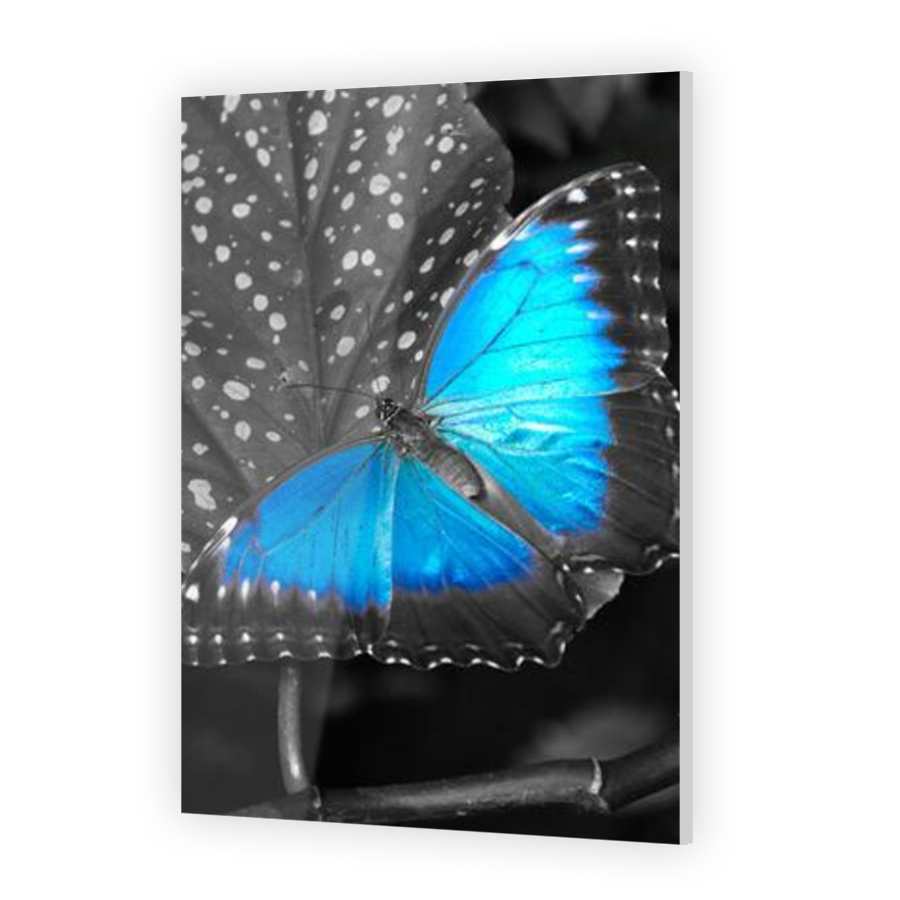 Thumbnail for Acrylic