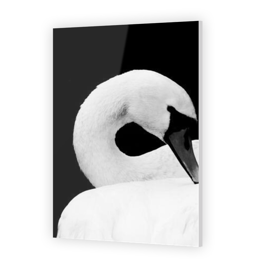 Thumbnail for Acrylic