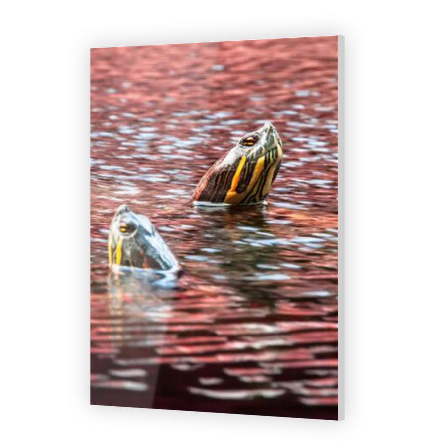 Thumbnail for Acrylic