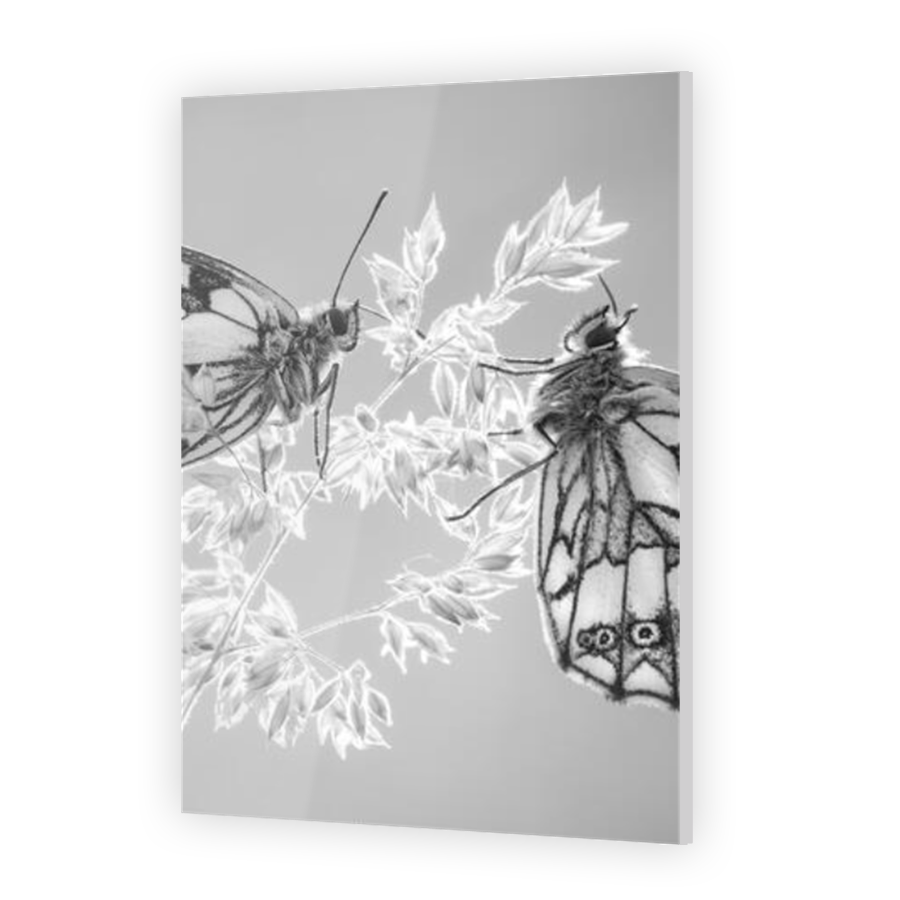 Thumbnail for Acrylic