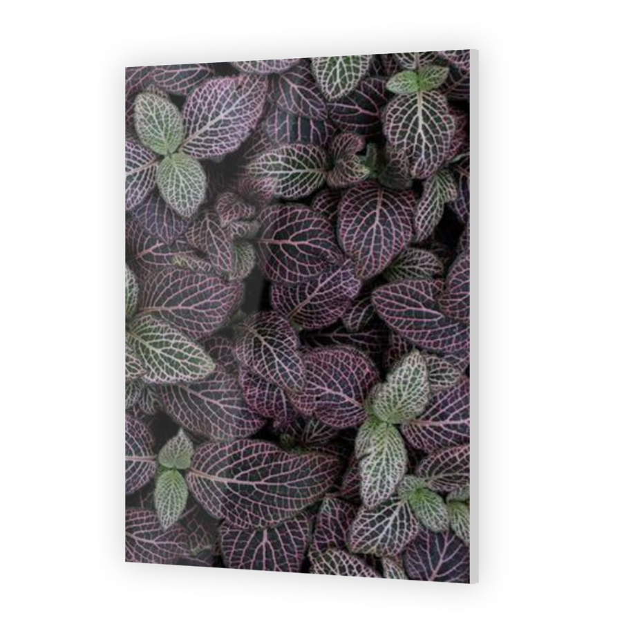 Thumbnail for Acrylic