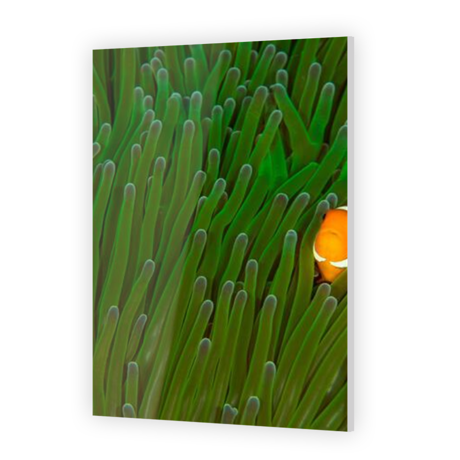 Thumbnail for Acrylic