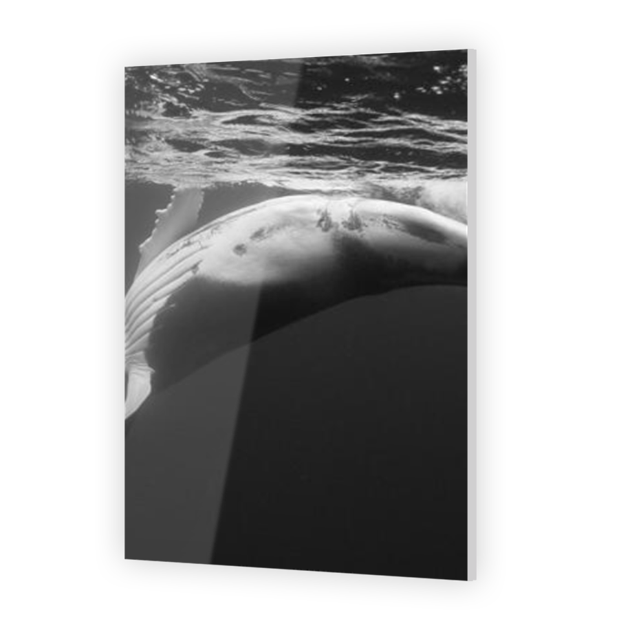 Thumbnail for Acrylic