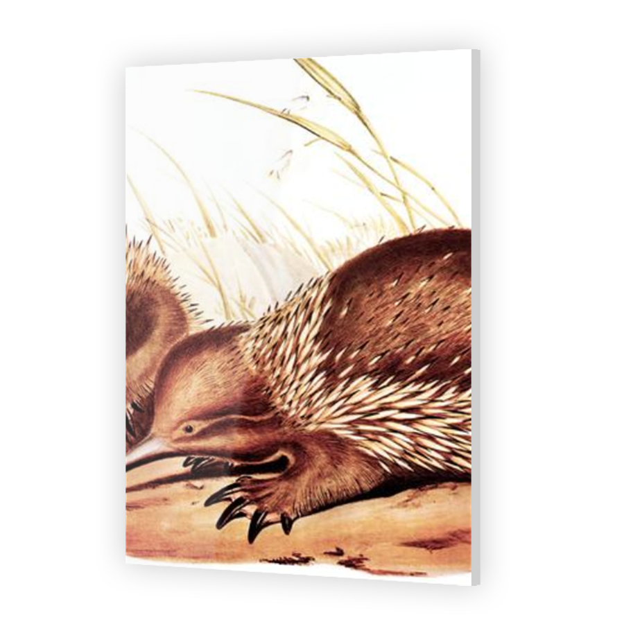 Thumbnail for Acrylic