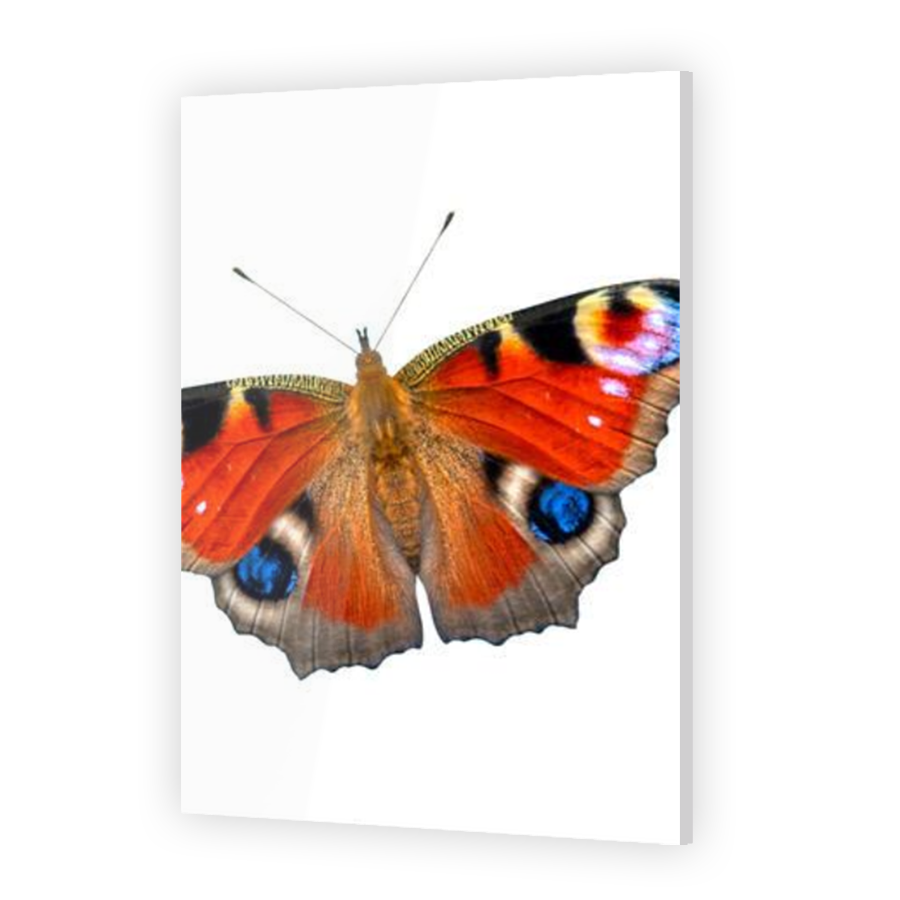 Thumbnail for Acrylic