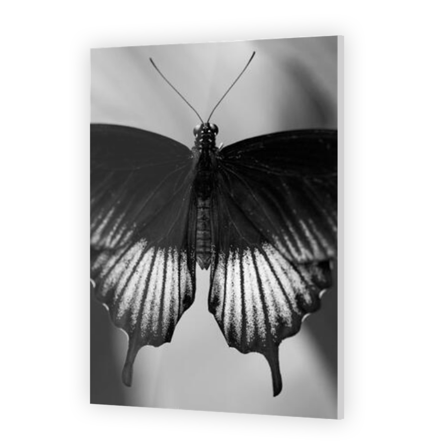 Thumbnail for Acrylic