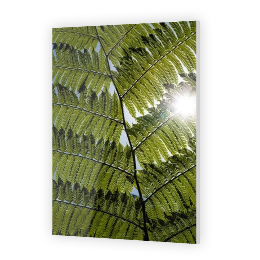 Thumbnail for Acrylic