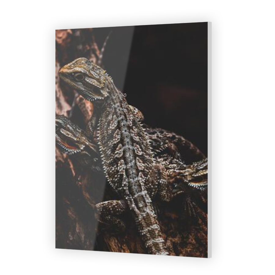 Thumbnail for Acrylic