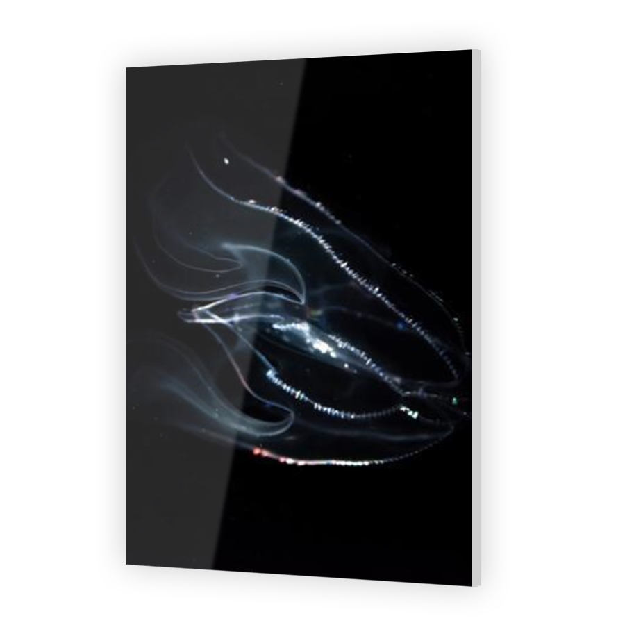Thumbnail for Acrylic