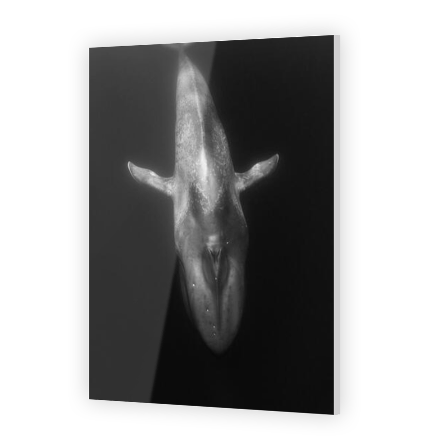 Thumbnail for Acrylic