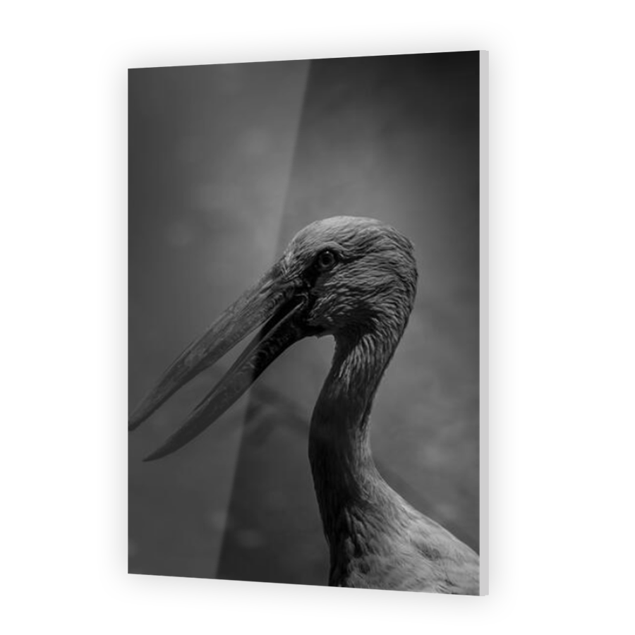Thumbnail for Acrylic