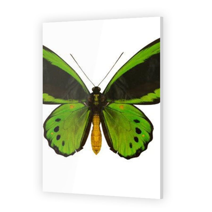 Thumbnail for Acrylic