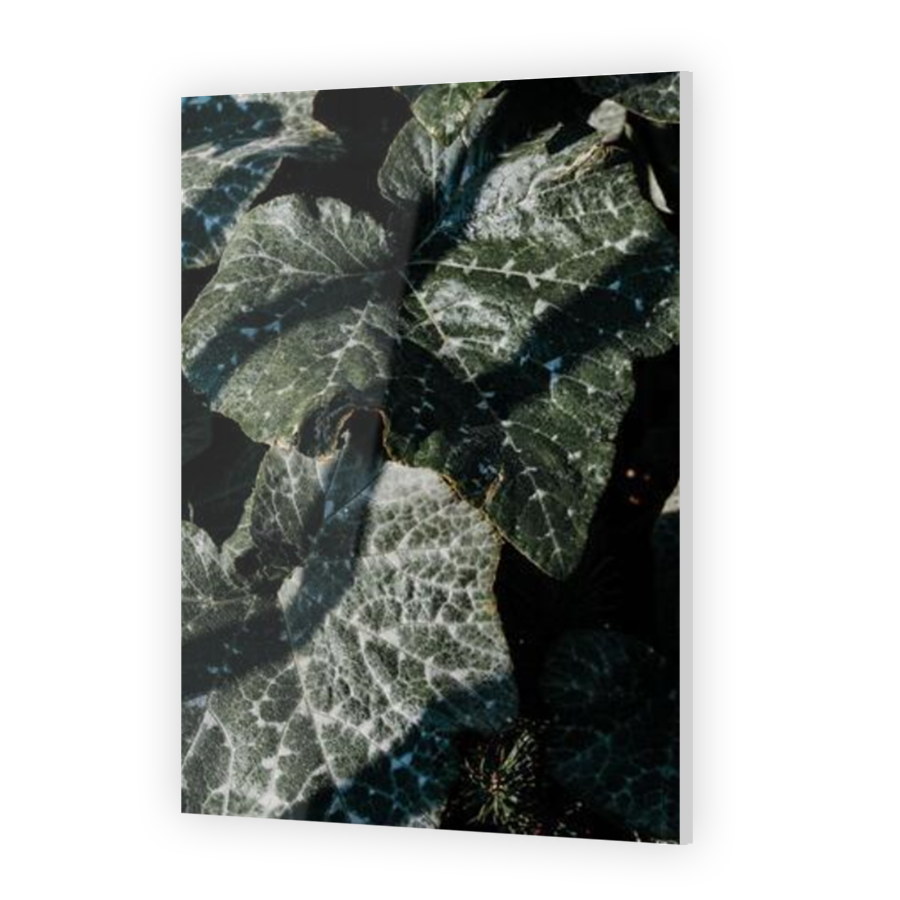 Thumbnail for Acrylic
