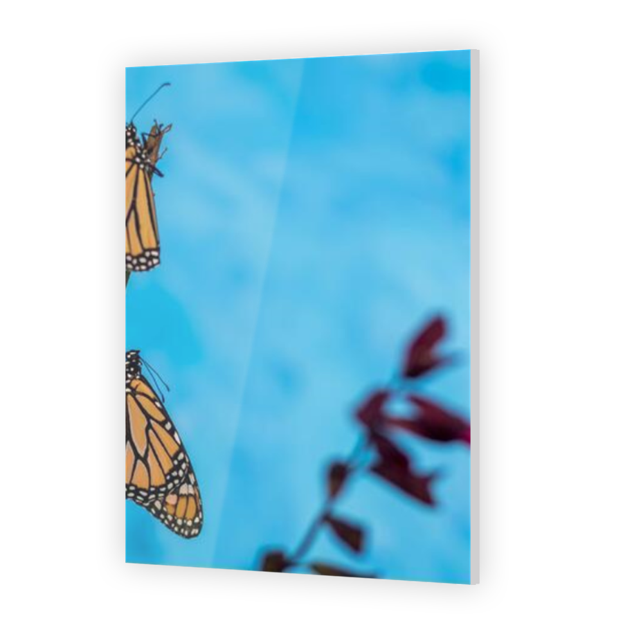 Thumbnail for Acrylic