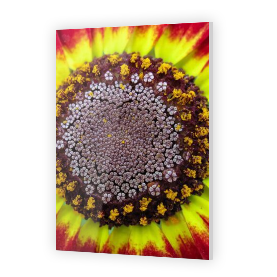 Thumbnail for Acrylic