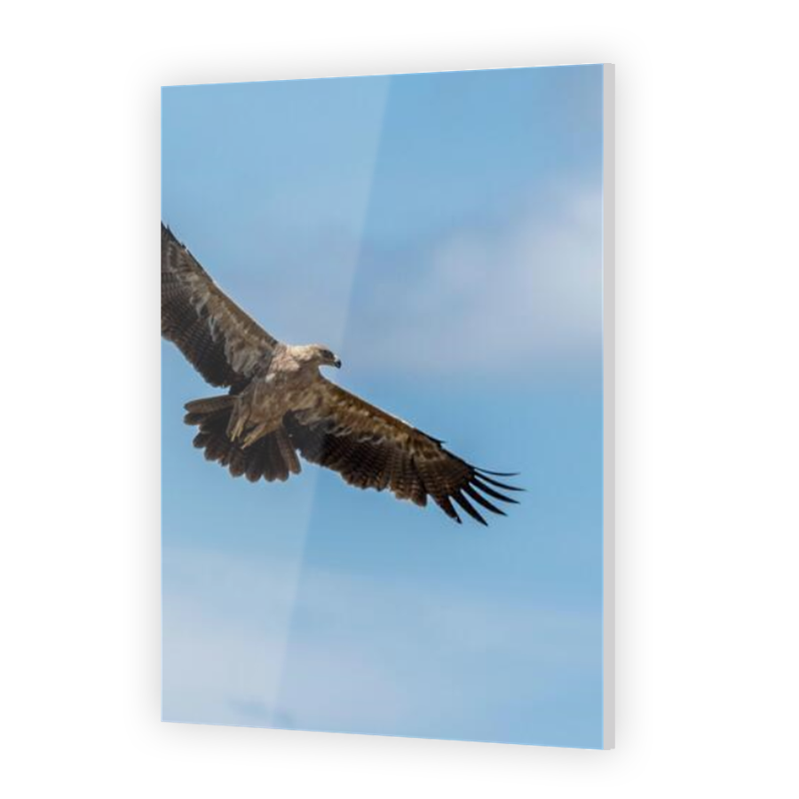 Thumbnail for Acrylic