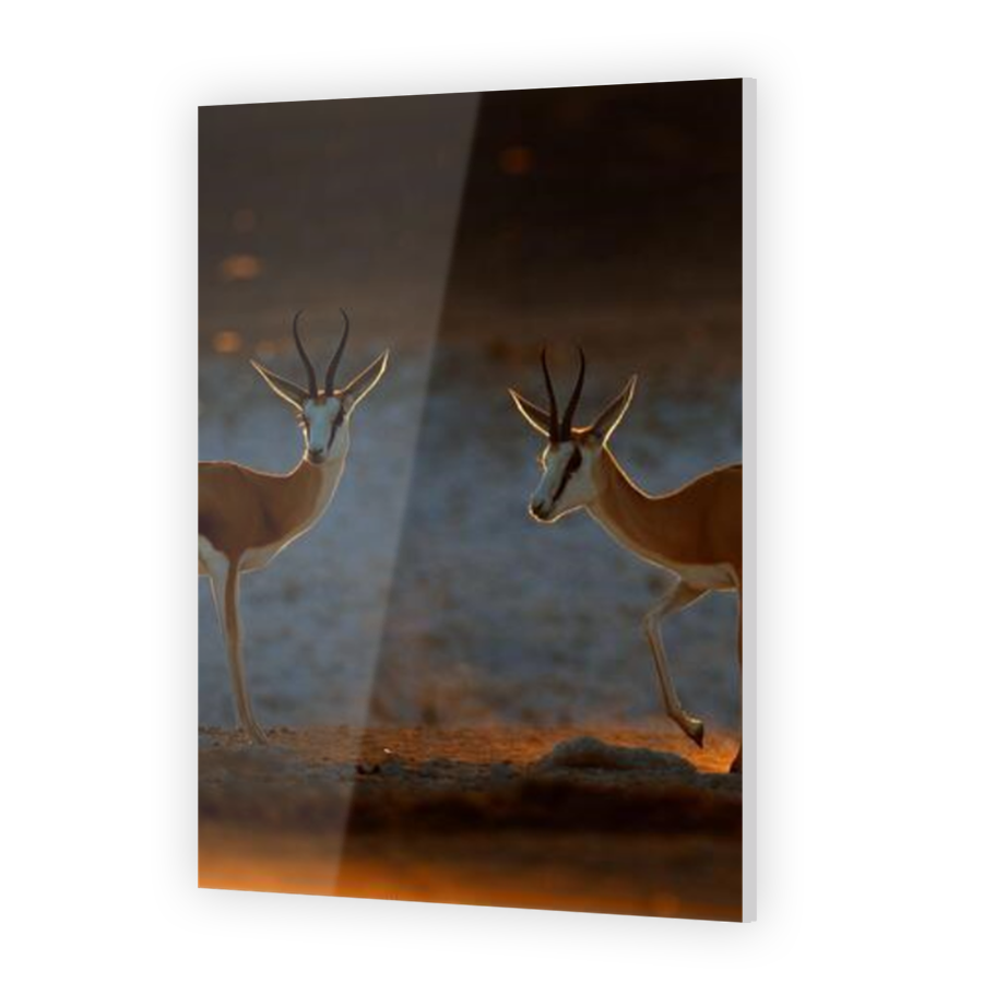 Thumbnail for Acrylic