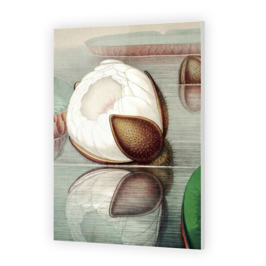 Thumbnail for Acrylic