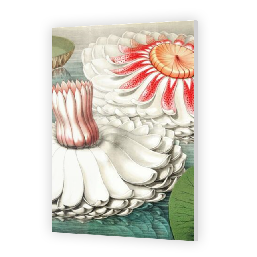 Thumbnail for Acrylic