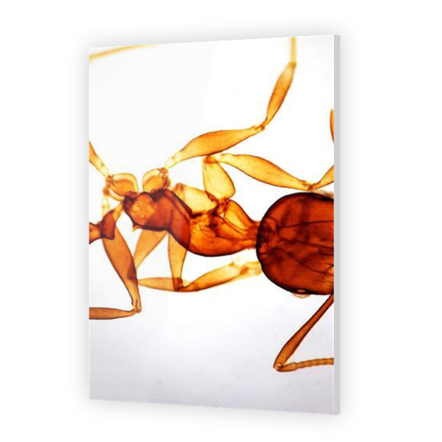 Thumbnail for Acrylic